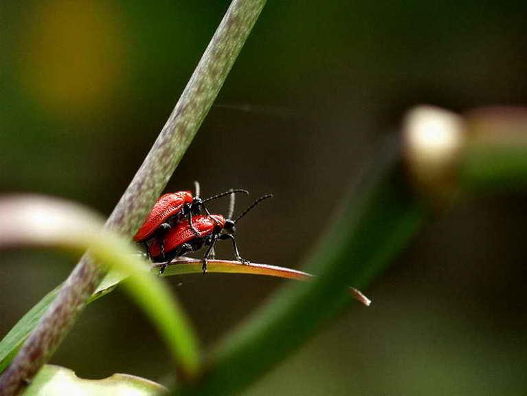 apodere du noisetier-01.jpg